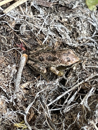iNaturalist observation photo of Pacific chorus frog