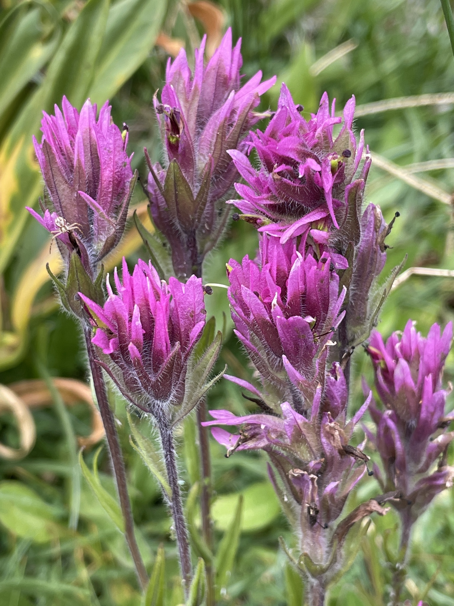 Castilleja lemmonii
