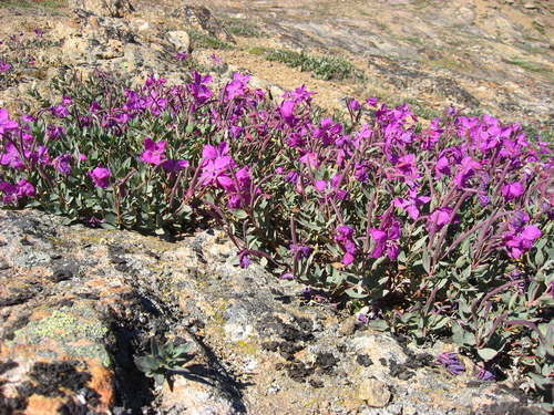 Dwarf Fireweed