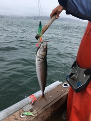 Trachurus symmetricus