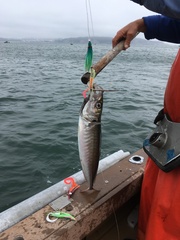 Trachurus symmetricus
