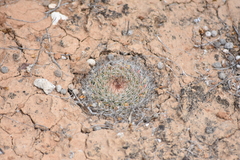 Mammillaria brandegeei
