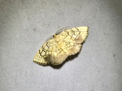 Cabera griseolimbata