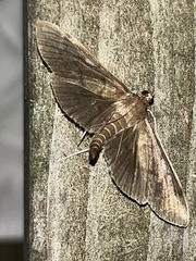 Herpetogramma sphingealis