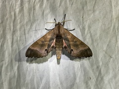 Marumba echephron
