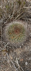 Mammillaria brandegeei