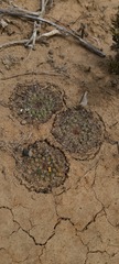 Mammillaria brandegeei