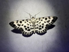 Antipercnia albinigrata