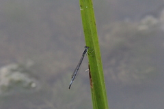 Ischnura verticalis
