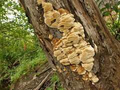 Fomitopsis durescens