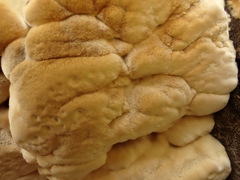 Fomitopsis durescens