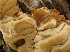 Fomitopsis durescens