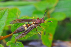 Polistes simillimus