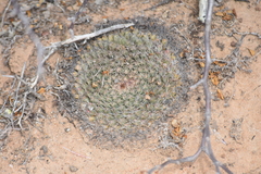 Mammillaria brandegeei