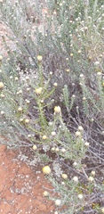 Olearia pimeleoides