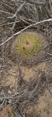 Mammillaria brandegeei