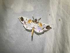 Polythlipta liquidalis