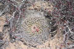 Mammillaria brandegeei