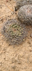 Mammillaria brandegeei