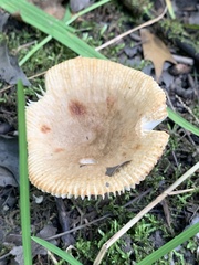 Russula pectinatoides