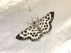 Antipercnia albinigrata