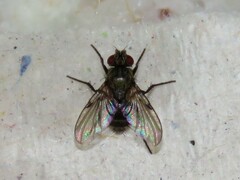 Phytomyptera