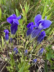 Gentianopsis thermalis