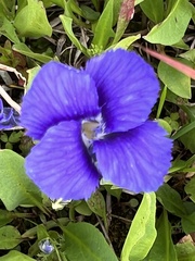 Gentianopsis thermalis