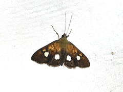 Nosophora semitritalis