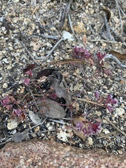 Sidotheca emarginata