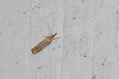 Crambus agitatellus