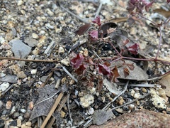 Sidotheca emarginata