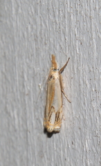 Crambus agitatellus