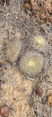 Mammillaria brandegeei