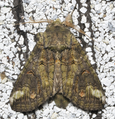 Heterocampa obliqua