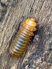 Monocesta coryli