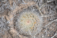 Mammillaria brandegeei