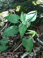 Symphyotrichum anomalum
