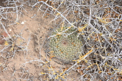 Mammillaria brandegeei