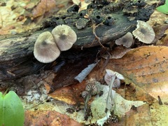Entoloma fuscosquamosum