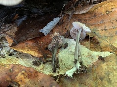 Entoloma fuscosquamosum