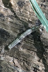 Catocala connubialis