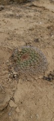 Mammillaria brandegeei