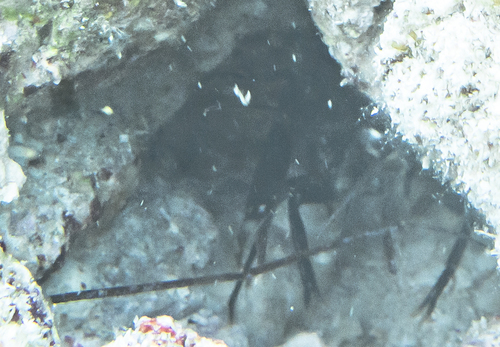 Axiopsis serratifrons observed 2022-08-10