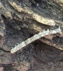 Catocala connubialis