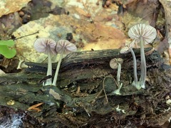 Entoloma fuscosquamosum