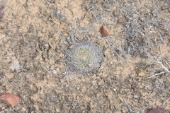 Mammillaria brandegeei