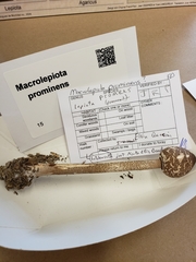 Macrolepiota prominens
