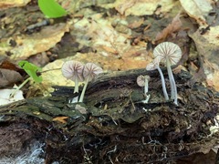 Entoloma fuscosquamosum