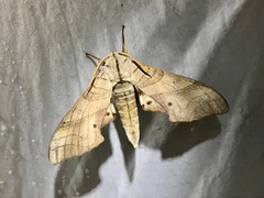 Marumba sperchius